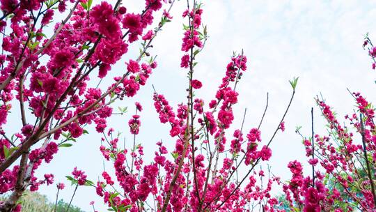 南宁青秀山桃花岛满树桃花