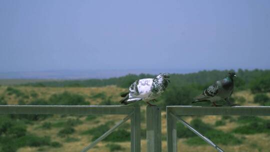 实拍升格两只鸽子在栏杆上行走