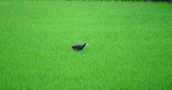稻田了的秧鸡