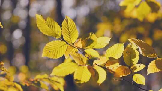 黄色叶子的树枝