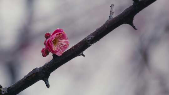 冰雪红梅雪中梅花11