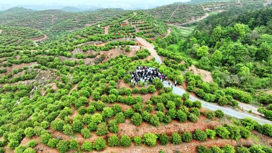 茶油树种植基地