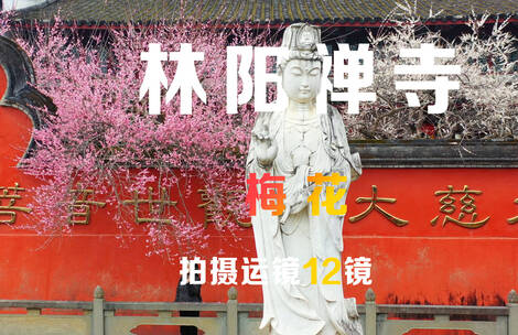 福州林阳禅寺梅花拍摄运镜12镜