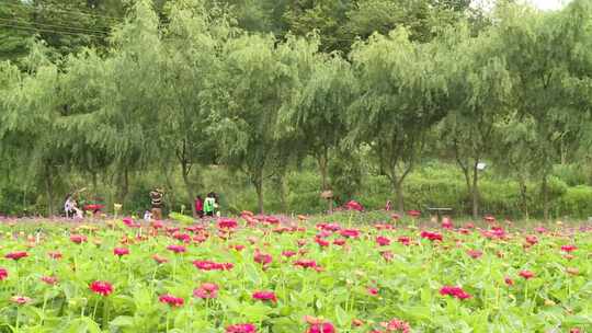 29.花丛游玩