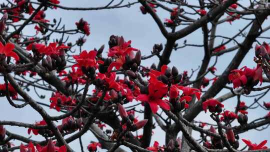 盛开的红色木棉花特写
