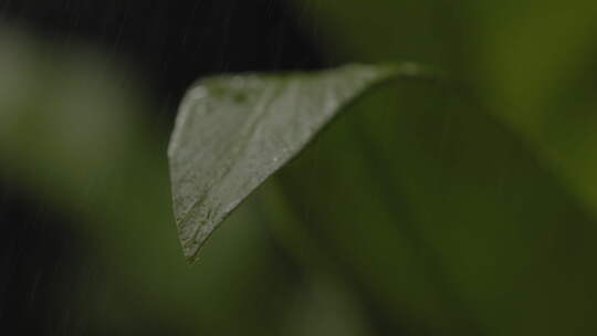 叶子上的雨滴特写