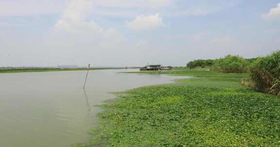 长荡湖湿地湖水飞鸟美丽风光