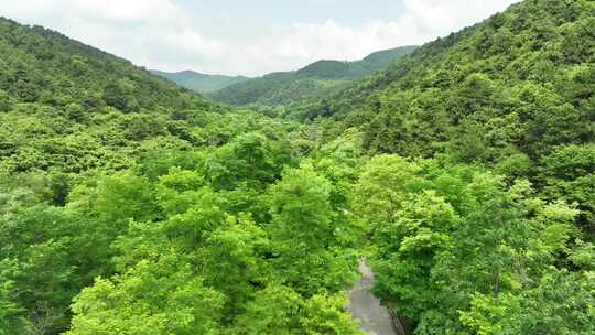 大气原始森林航拍