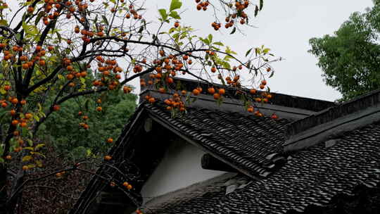 下雨天古风建筑前的柿子树