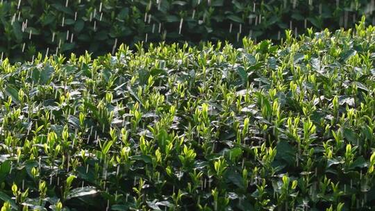 西湖龙井春雨春茶逆光雨滴升格唯美视频视频素材模板下载