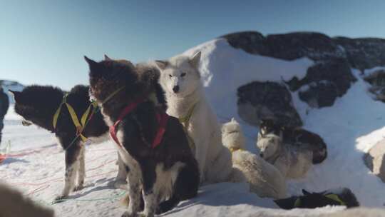 小狗，狗，狗，雪橇狗