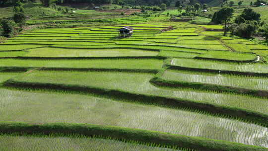 绿色农田小麦水稻种植