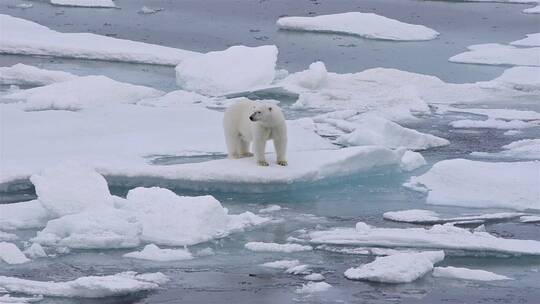 航拍北极熊和幼仔