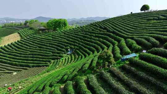 茶田茶树茶农采茶采摘茶叶