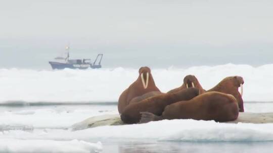 海象生活在北极的天然冰栖息地