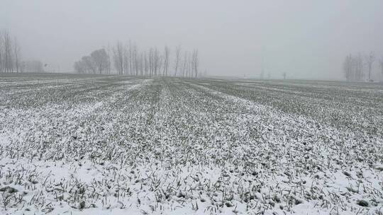 冬天的白雪视频