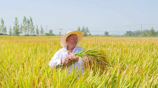 稻田稻谷 水稻 大米 成熟