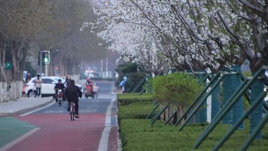 春天的林荫街道和樱花树