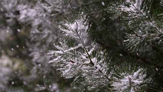 寒冷冬季公园松树雪花大雪空境升格