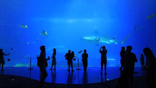 长隆海洋王国海底世界鲸鲨鱼群