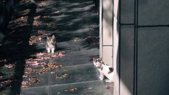 小区里的流浪猫，可爱的小猫4k视频素材