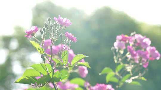 逆光明亮的蔷薇花治愈风景蜜蜂在花朵上飞舞