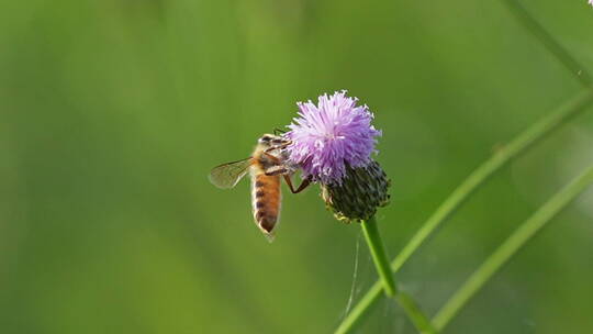 唯美春天蜜蜂采蜜