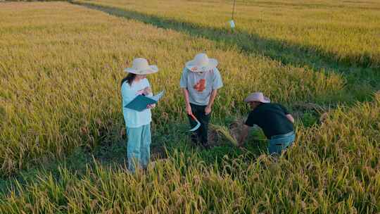 乡村振兴粮食安全返乡大学生学习收割稻谷