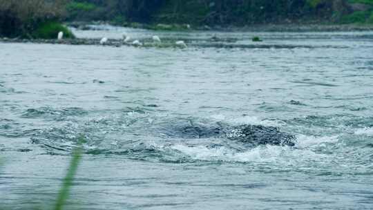 水流溪水河水 视频素材模板下载