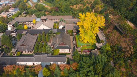 航拍西安古观音禅寺秋天银杏树