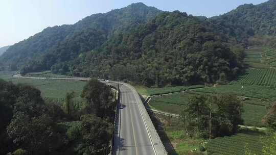 采茶西湖龙井龙井狮峰梅家坞采茶茶山