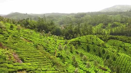 航拍山区茶园清晨4K