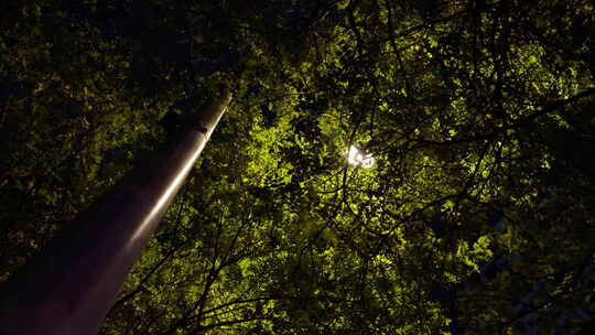夜晚路灯下的树叶