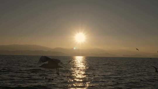 日出海鸥飞翔湖面光影