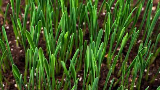 春天小麦植物生长延时