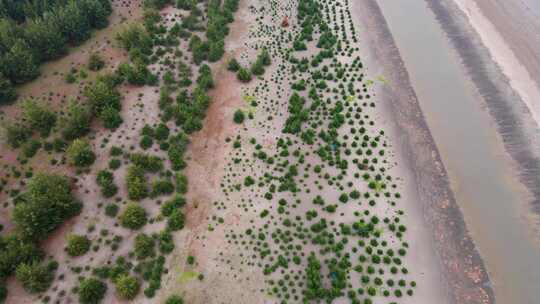 Jhau树的重新造林和植树是防止海滩侵蚀