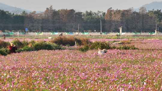 中国广东省中山市南朗街道崖口花海