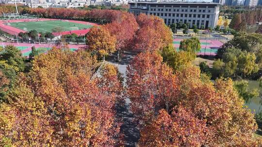 上海秋天 复旦大学 体育场 学校梧桐