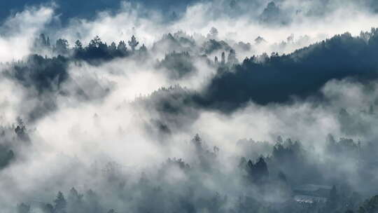 清晨水墨画般云雾缭绕的森林