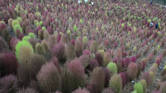 浪漫的乡村振兴植物植被地肤草