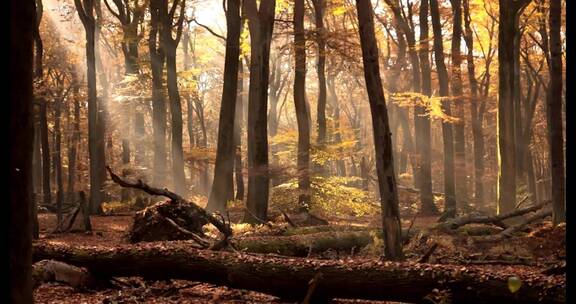 阳光下的森林唯美阳光森林树叶逆光视频素材模板下载