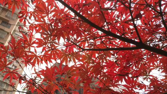 秋天红色的枫叶鸡爪槭红色