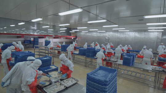 海参加工生产线工人在流水线上处理海鲜制品