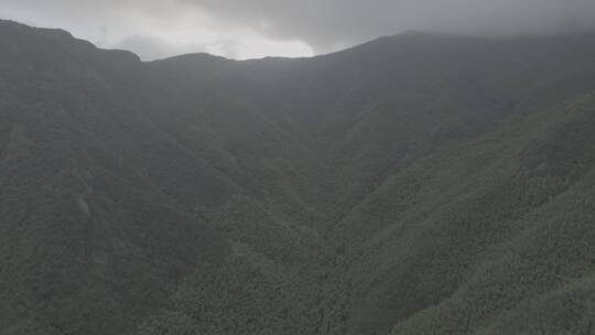 秋天森林大自然树