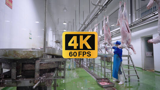 4K60现代化干净整洁羊肉屠宰生产线
