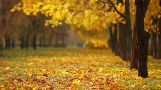 秋天风吹金黄色的枫叶红叶落叶飘落