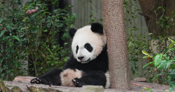 可爱顽皮的大熊猫幼稚