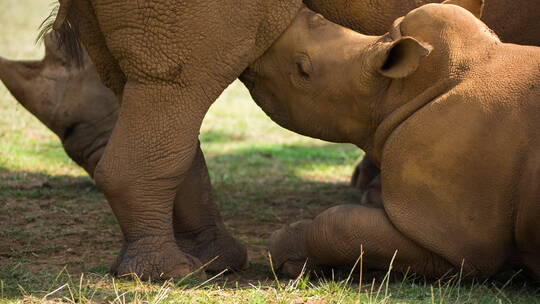 小犀牛在喝妈妈的奶