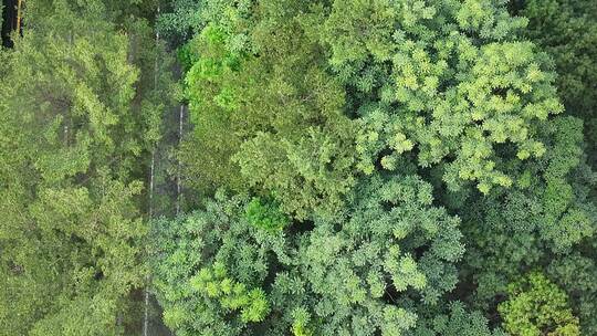 深圳南山区深南大道绿化带俯拍