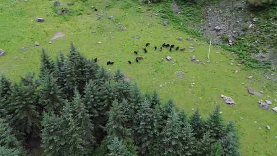 一群牦牛在草原上吃草航拍